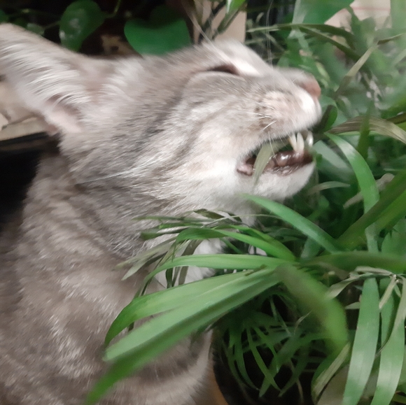 Meet your Posher - Picture 5 of 9